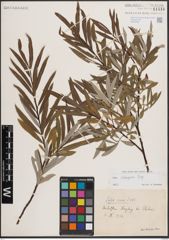 Foto von Salix eleagnos Scop.